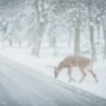 light_deer.jpg