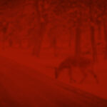 red_deer.jpg